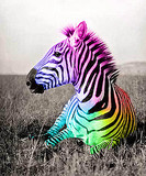 colored zebra