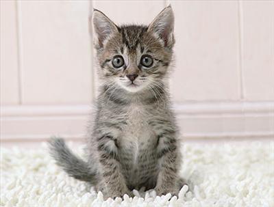 Kitty