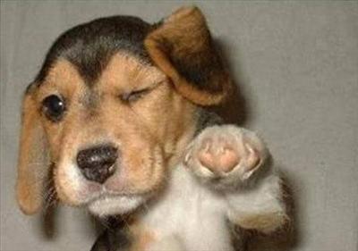 Puppy