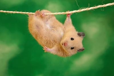 Hamster