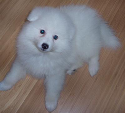 A PUPPY
