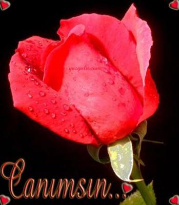 Canımsın