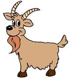 goat