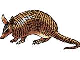 Armadillo