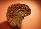 the half brain