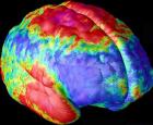 hippy brain
