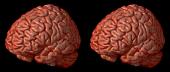 the double brain