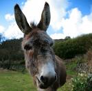 donkey