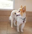 beatiful dog