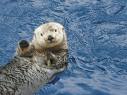 otter