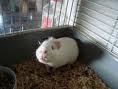 ginny pig