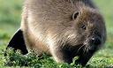  beaver