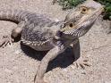 lizard