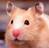 hamster