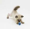 playful kitten