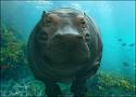 hippo