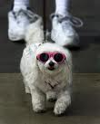 movie star dog