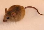 mouse