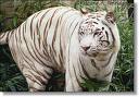 Bangle tiger