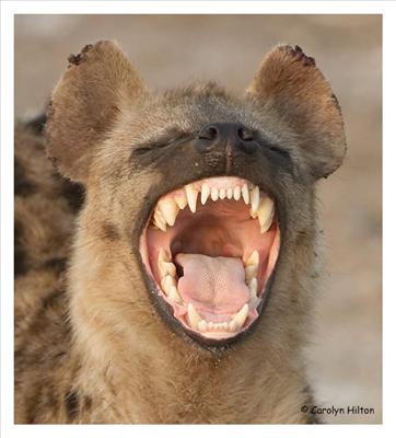 hyena