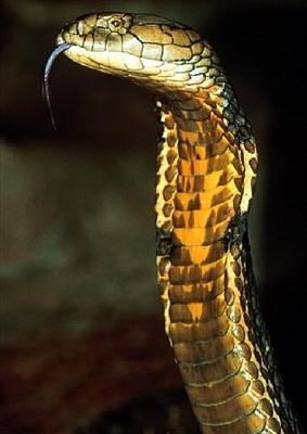 snake