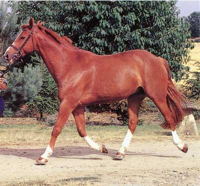 horse