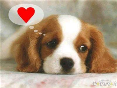 Puppy love