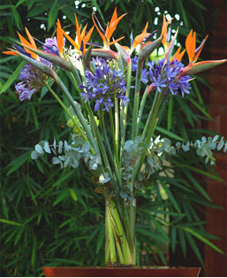 Night Flowers.