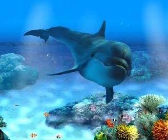 dophin corail