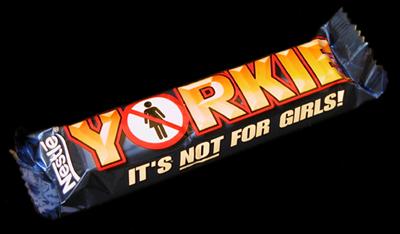 yorkie