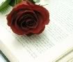 Roze
