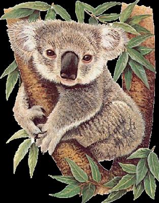panda