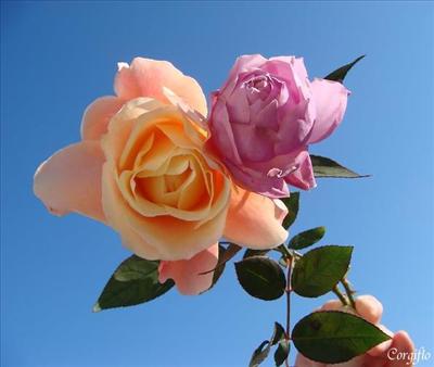 cadeaux roses