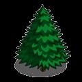 evergeen tree