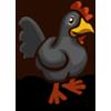 black chicken