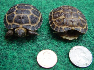 Tortoise
