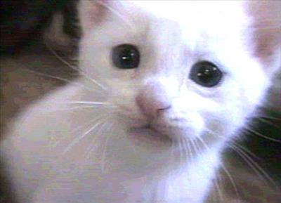 Kitten
