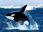 Killer whale