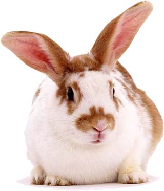 Rabbit