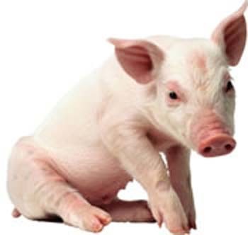 Piggy