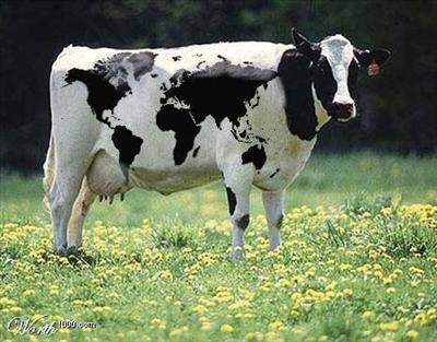 Cow