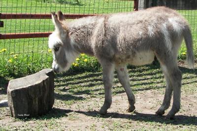 Donkey
