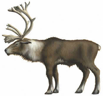Reindeer