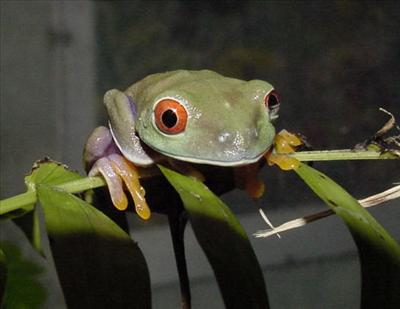 Frog
