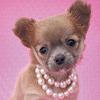 Lady Chihuahua with pearls