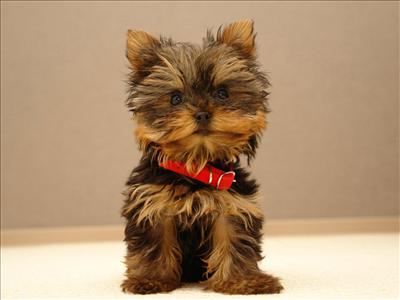 Tiny pup ..
