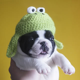 Froggy pup