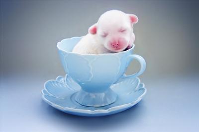 Pup in a cup