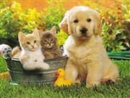 Puppy with friends!!