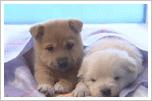 Puppy cuddle